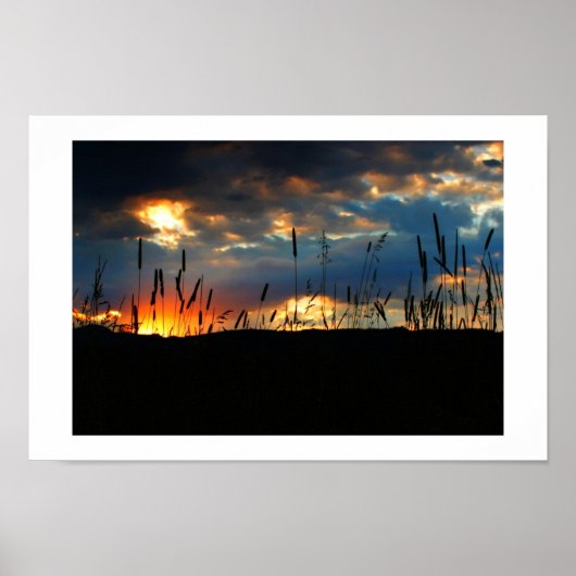 CatTail Sunrise Poster (Voorkant)