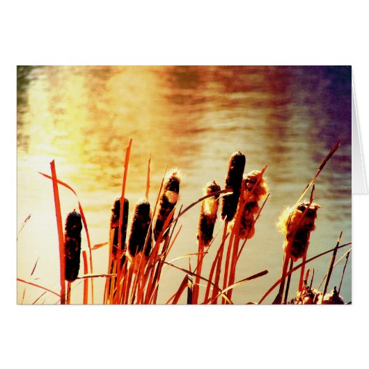 Cattails (Voorkant Horizontaal)
