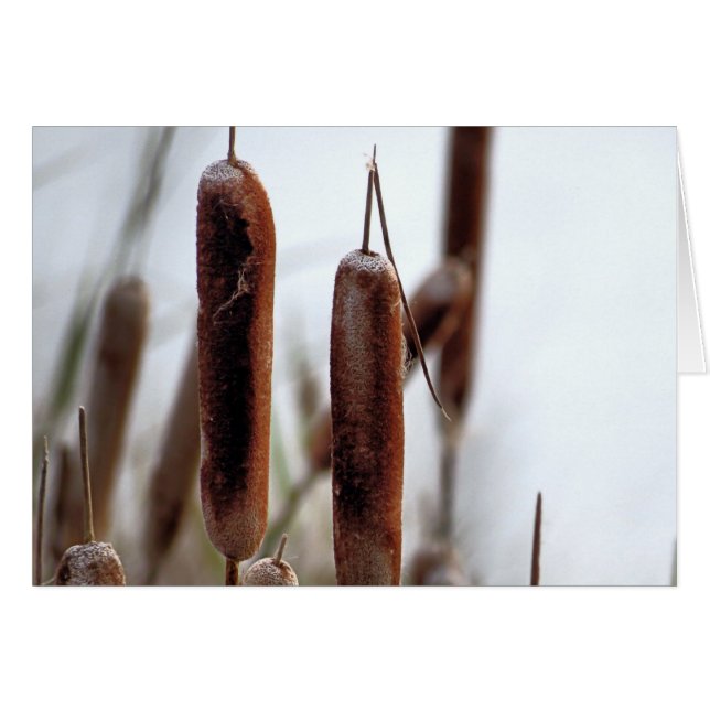Cattails (Voorkant Horizontaal)