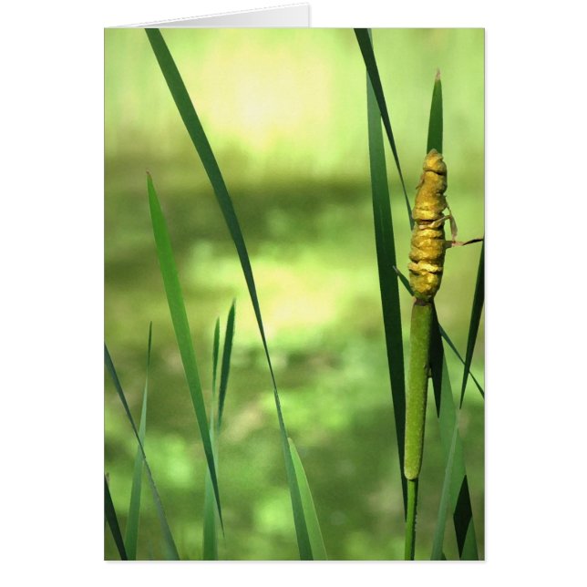 Cattails bij de Pond (Voorkant)