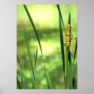 Cattails bij de Pond Poster
