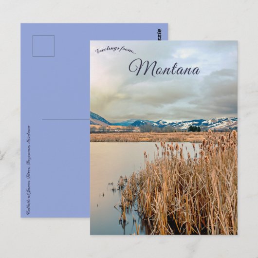 Cattails bij James River Bozeman Montana Briefkaart (Voorkant / Achterkant)
