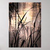 Cattails bij zonsondergang poster (Voorkant)