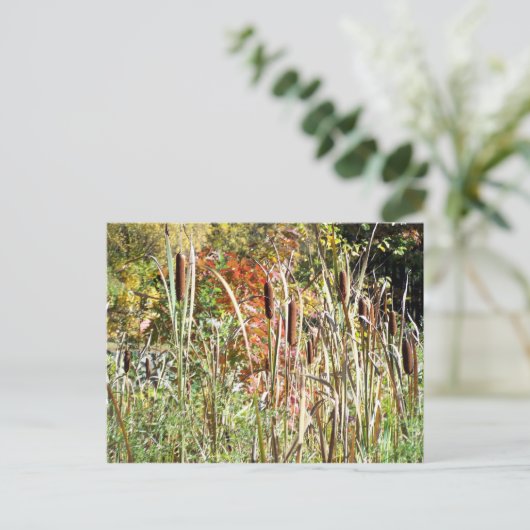 Cattails Briefkaart (Staand voorkant)