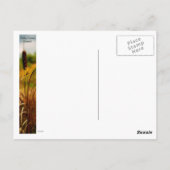 Cattails Briefkaart (Achterkant)