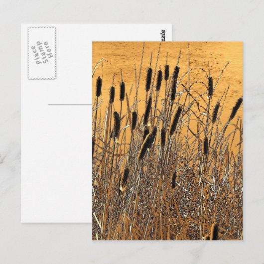 Cattails Briefkaart (Voorkant / Achterkant)