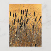Cattails Briefkaart (Voorkant)