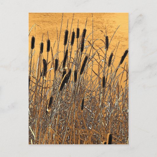 Cattails Briefkaart (Voorkant)