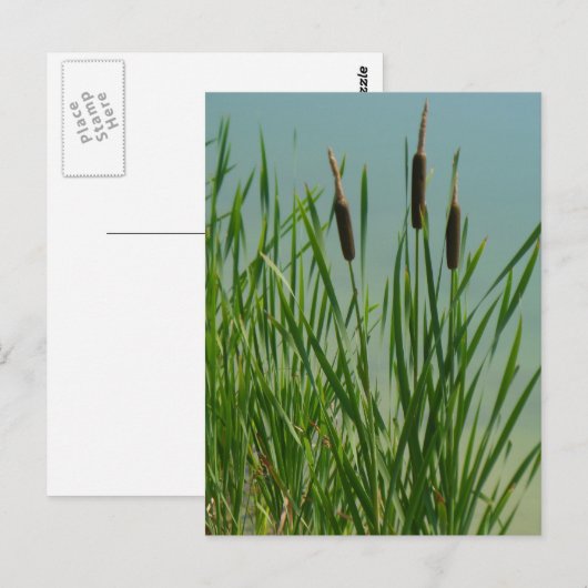 Cattails Briefkaart (Voorkant / Achterkant)