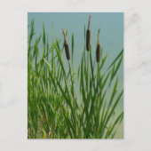 Cattails Briefkaart (Voorkant)