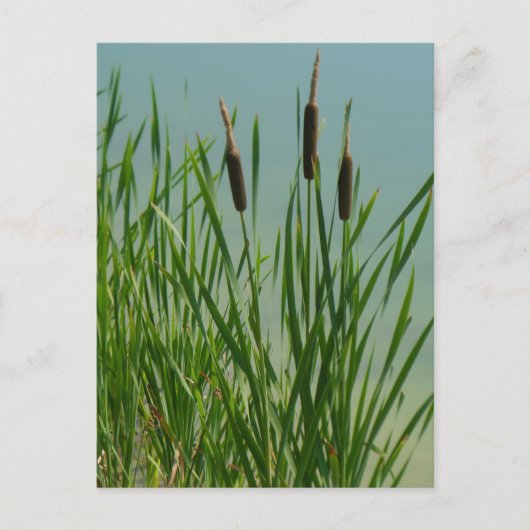 Cattails Briefkaart (Voorkant)