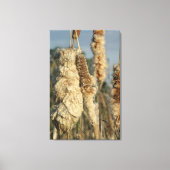 Cattails Canvas (Voorkant)