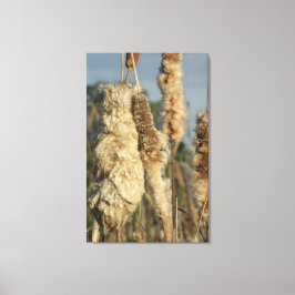 Cattails Canvas Afdruk