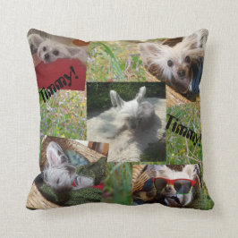 Cattails en schattige hond kussen
