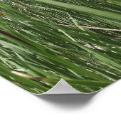 Cattails in de wetlands, belicht door zonlicht poster (Hoek)