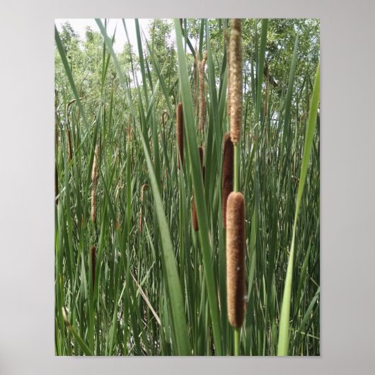 Cattails in de wetlands, belicht door zonlicht poster (Voorkant)