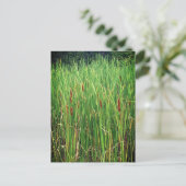 Cattails in Ontario, Canada Briefkaart (Staand voorkant)