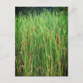 Cattails in Ontario, Canada Briefkaart (Voorkant)
