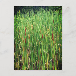 Cattails in Ontario, Canada Briefkaart