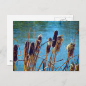 Cattails op de Pond Briefkaart (Voorkant / Achterkant)