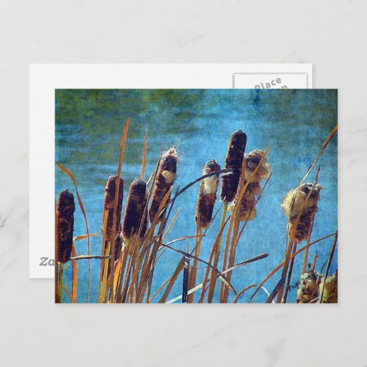 Cattails op de Pond Briefkaart (Voorkant / Achterkant)