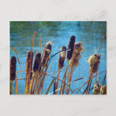 Cattails op de Pond Briefkaart (Voorkant)