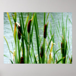 Cattails Poster