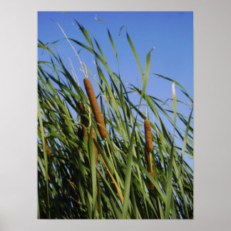 Cattails Poster