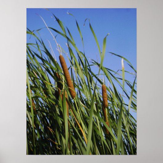 Cattails Poster (Voorkant)
