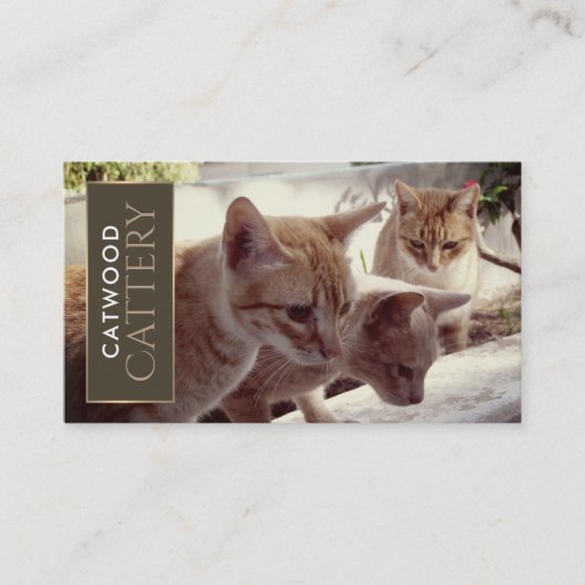 Cattery, huisdier-instapservice visitekaartje (Voorkant)