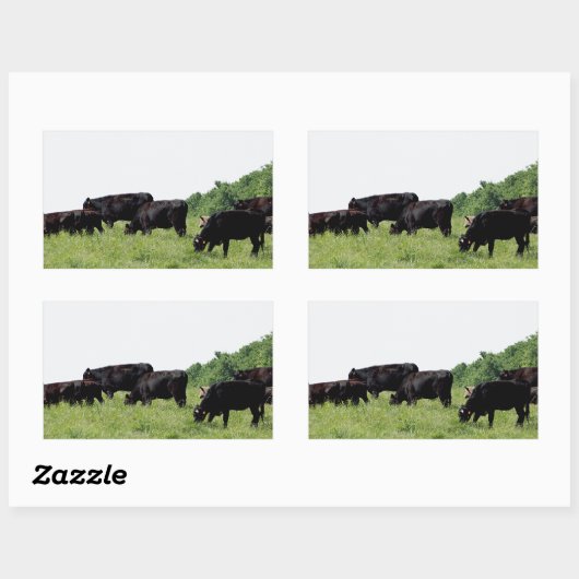 Cattle Black Angus Rechthoekige Sticker (Vel)