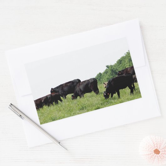 Cattle Black Angus Rechthoekige Sticker (Envelop)