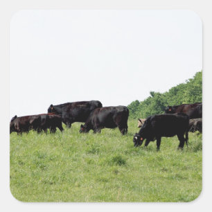 Cattle Black Angus Vierkante Sticker