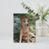 Cattle Dog Briefkaart (Staand voorkant)