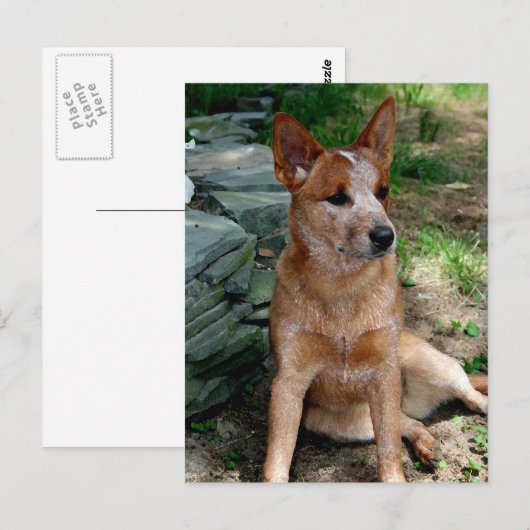 Cattle Dog Briefkaart (Voorkant / Achterkant)