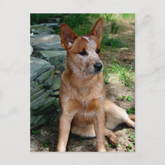Cattle Dog Briefkaart