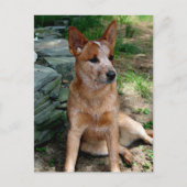 Cattle Dog Briefkaart (Voorkant)
