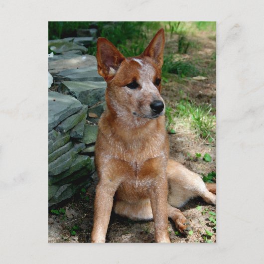 Cattle Dog Briefkaart (Voorkant)