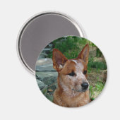 Cattle Dog Magneet (Voorkant / Achterkant)