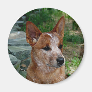 Cattle Dog Magneet