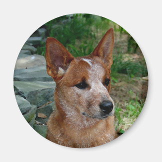 Cattle Dog Magneet