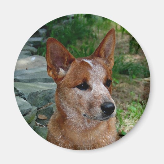 Cattle Dog Magneet (Voorkant)