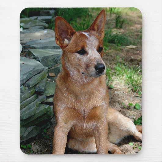 Cattle Dog Muismat (Voorkant)
