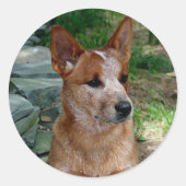 Cattle Dog Ronde Sticker (Voorkant)