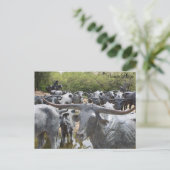 Cattle Drive # 12 Briefkaart (Staand voorkant)