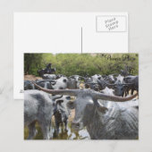Cattle Drive # 12 Briefkaart (Voorkant / Achterkant)