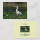 Cattle Egret ATC-fotokaart Visitekaartje (Voorkant / Achterkant)