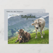 Cattle in Switzerland Briefkaart (Voorkant / Achterkant)