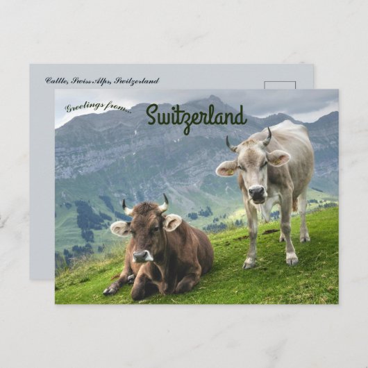 Cattle in Switzerland Briefkaart (Voorkant / Achterkant)