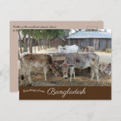 Cattle Jamuna Briefkaart (Voorkant / Achterkant)